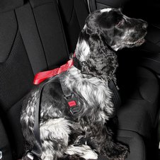 Artfex Dog Harness Bilsele Large 4 thumbnail